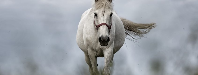 Beautiful White Horse Coming Running out of the Fog towards the camera