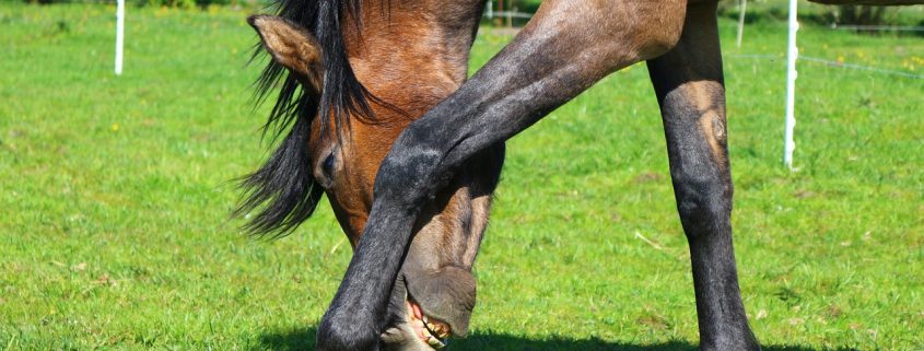 Brown and black horse in a pasture trying to scratch his head with his leg