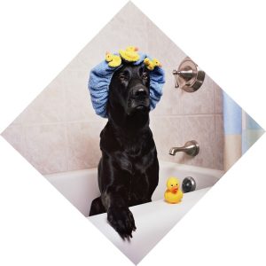 Black Labrador sitting in a bathtub wearing a blue shower cap with yellow ducks