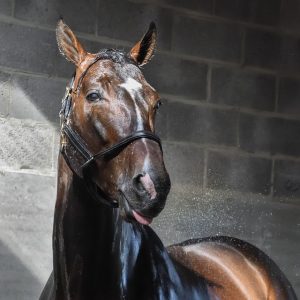 Close-up of a brown and black horse being hosed down with water