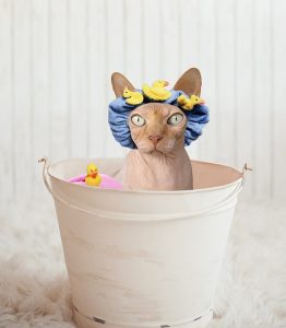 Sphynx cat in a white bucket wear a blue shower cap with yellow ducks