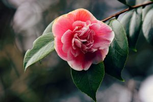 Blooming azalea shrub, toxic to pets