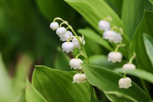 Lily of the Valley flowers, toxic to cats, dogs, and horses