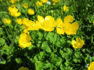 Yellow buttercup flowers, toxic to cats, dogs, and horses