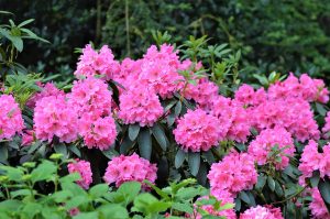 Oleander shrub with pink flowers, toxic to cats, dogs, and horses