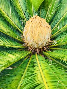 Sago palm plant, extremely toxic to cats, dogs, and horses