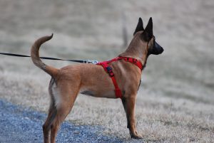 Brown and black dog pulling on a red harness
