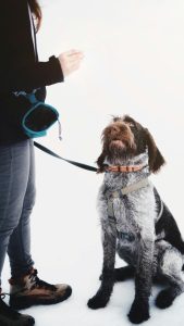 Woman offering a treat to a leashed, sitting dog