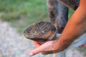 Barefoot Horse Hoof Close-up of a healthy barefoot horse hoof