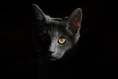 Black Cat Partially Hidden in Shadow Small black cat partially hidden in darkness