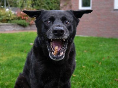 Black dog catching a homemade dog treat outdoors