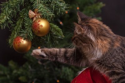 Cat swiping at a hanging ornament on a Christmas tree
