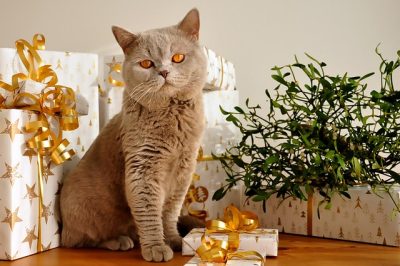 British shorthair cat sitting beside wrapped Christmas gifts with ribbons and bows