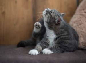 Cat Affected by Dry Winter Skin Cat showing signs of dry winter skin including dullness and reduced coat sheen