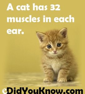 Cat Ears in Alert, Forward Position Cat with ears pointed forward in an alert, curious posture