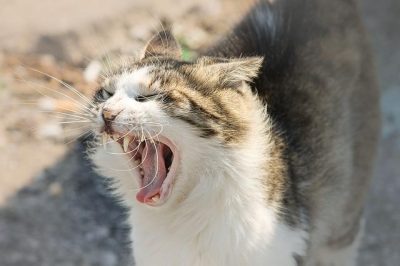 Hissing Cat with Ears Pinned Back Cat hissing with ears flattened against its head in fear