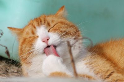 Orange tabby cat licking its paw during a self-grooming session