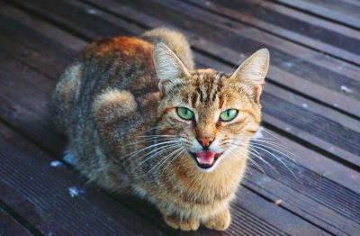 Cat on a wood deck meowing toward the camera