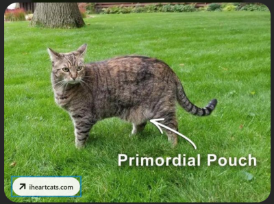 Cat with Visible Primordial Pouch Gray cat standing on grass with primordial pouch clearly visible along the lower abdomen