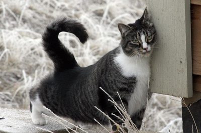 Cat Scent Marking by Rubbing Against Wall Black and white cat rubbing its cheek against a wall to scent mark