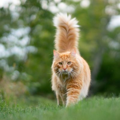 Cat with Tail Held High and Friendly Cat holding tail straight up signaling friendliness