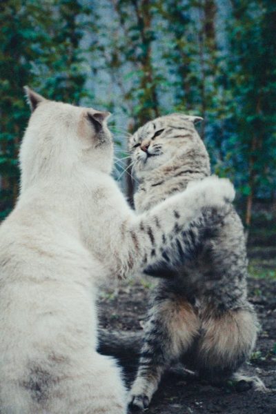 Cats Fighting Showing Primordial Pouch Protection Role Two adult cats in a fighting stance demonstrating why primordial pouches protect vital organs