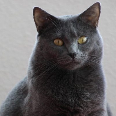 Chartreux Cat with Golden Eyes Large Chartreux cat known for being a quiet breed