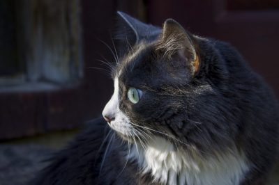 Curious Cat Staring at Closed Door Cat with green eyes staring intently at a closed door