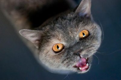 Gray shorthair cat meowing with mouth open
