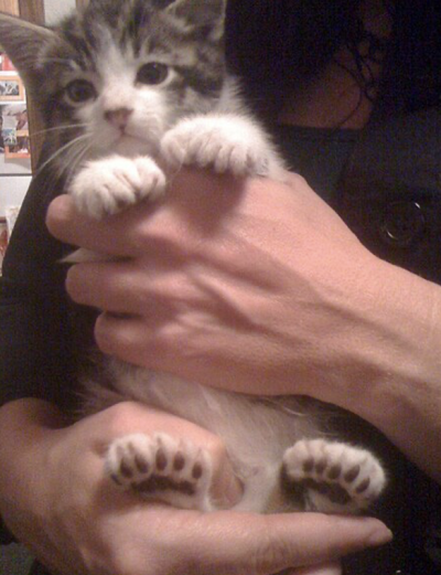 Polydactyl cat with extra toes at the Ernest Hemingway Home and Museum in Key West