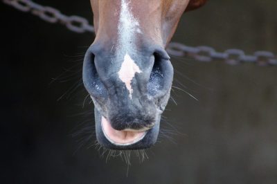 Horse being hand-fed a homemade no-bake treat outdoors