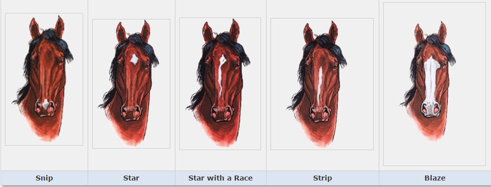Diagram showing equine facial markings including snip, star, strip, and blaze