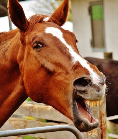 Brown horse curling its lip to inhale scent, called the Flehmen response