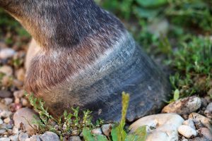 Horse Hoof on Rocky Ground Close-up of horse hoof standing on rocky terrain