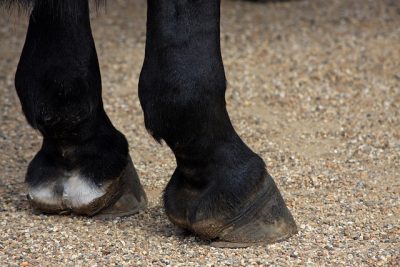 Two horse hooves standing on the ground