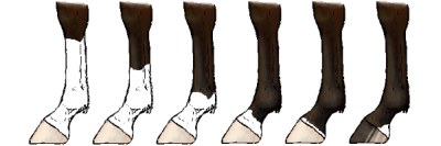 Diagram showing horse leg markings from coronet to stocking