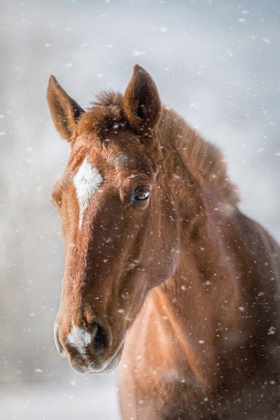 Horse displaying combined facial and leg markings
