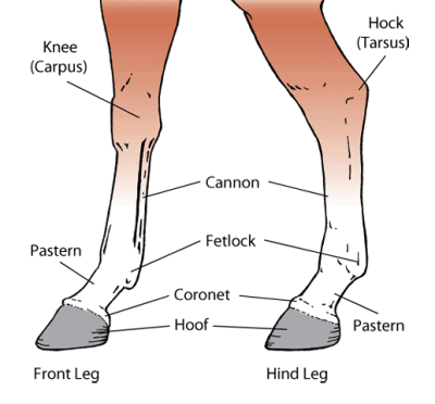 Diagram showing horse leg markings from coronet to stocking