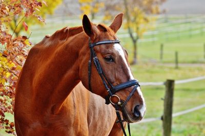 Horse wearing a halter standing in a green pasture