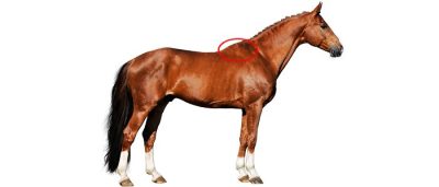 Horse Withers Location Diagram Chestnut horse with red circle highlighting the withers at the base of the mane