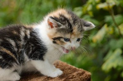 Small kitten crying outside in distress