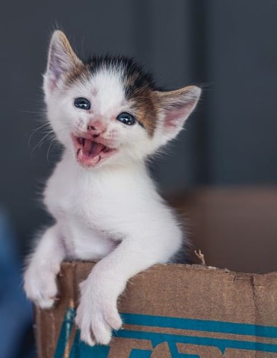Little black and white kitten meowing directly at the camera