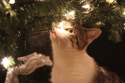 Curious kitten sniffing the needles of a Christmas tree