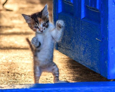 Kitten Standing and Boxing Showing Primordial Pouch Flexibility Small kitten standing upright on rear legs in a boxing stance demonstrating feline flexibility