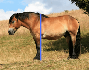 Measuring Horse Height at the Withers Bay horse standing square in a field with a blue line showing correct height measurement from hoof to withers