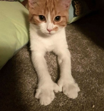 Close-up of a polydactyl cat's paw showing six toes resembling a mitten or snowshoe