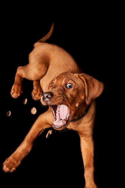 Brown puppy catching a homemade dog treat in midair