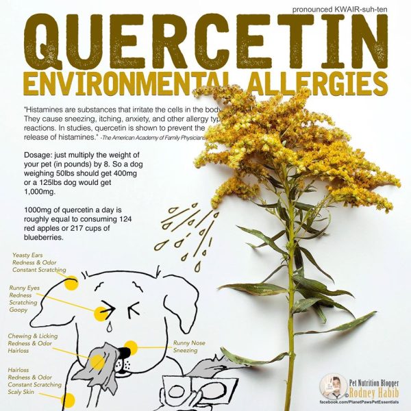 Quercetin as a Natural Alternative to Benadryl for Pets Quercetin supplement referenced as a natural antihistamine alternative for pets with seasonal allergies