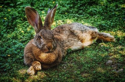 Rabbit Showing Signs of Overheating Rabbit appearing warm and stressed, illustrating signs of an abnormal high temperature