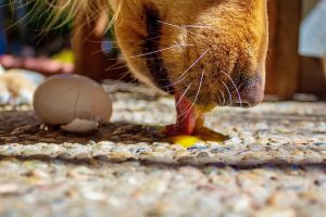 Raw Eggs as a Remedy for Dog Dry Skin Raw eggs used as a natural remedy to help condition a dog's dry winter skin